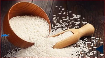 سعر الطن.. تحديثات جديدة على أسعار الأرز الشعير في الأسواق اليوم